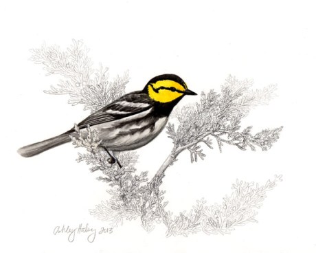 goldencheekedwarbler_AshleyHalsey_web