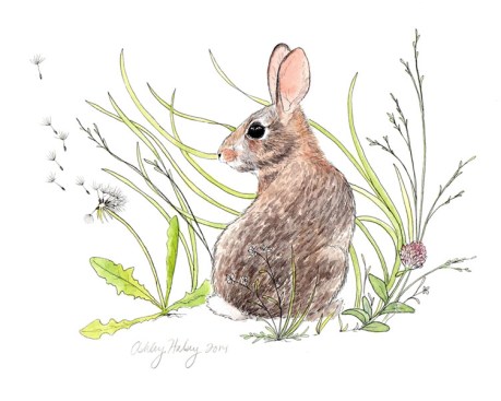 NewEnglandCottonTail_ahalsey_lo