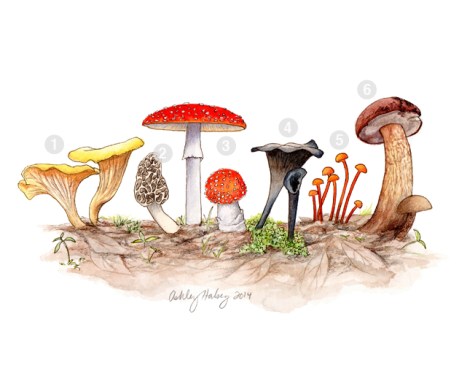 AHalsey_mushrooms4