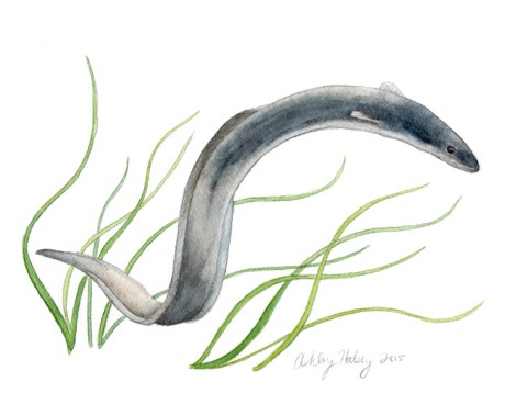 Eel_lorez_ashleyhalsey